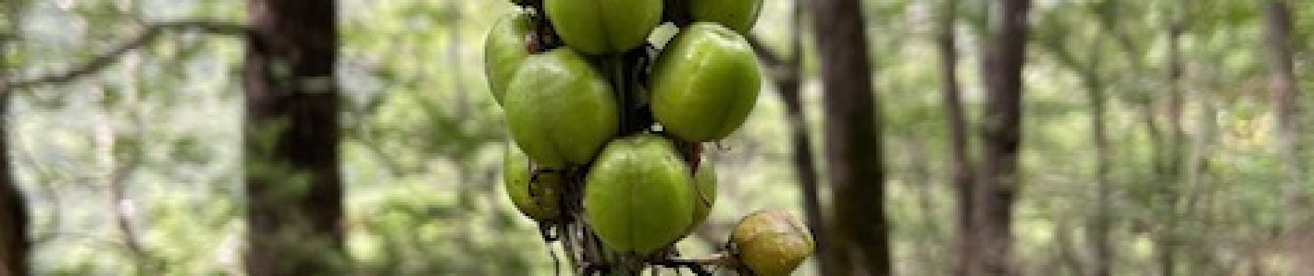 POI Saou - Asphodèle porte-cerise fruit en formation - Photo
