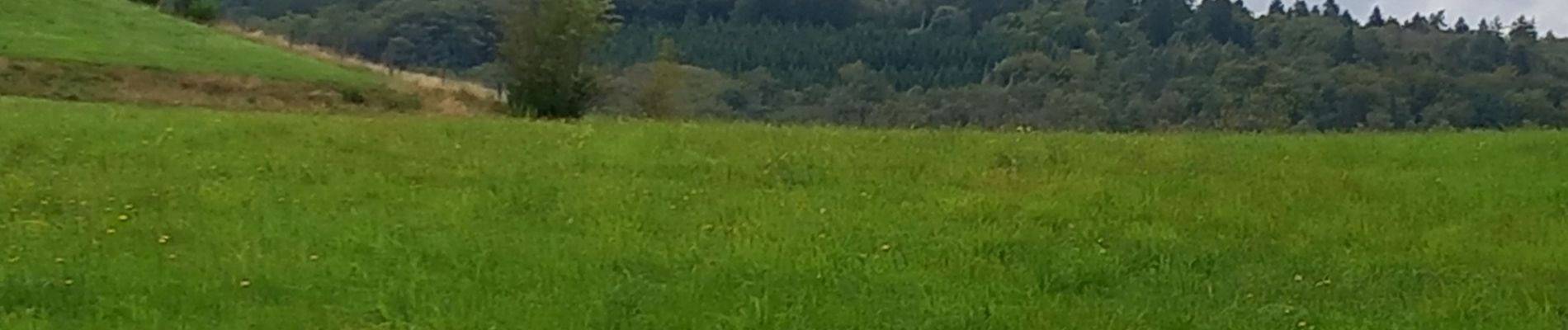 Tocht Stappen Saint-Nabord - st nabord fallieres marche du chateler - Photo