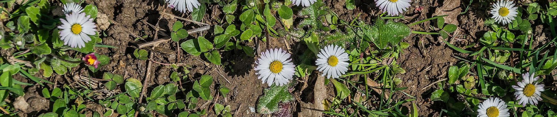 Trail On foot Conques-en-Rouergue - Sentier du Bancarel - Photo