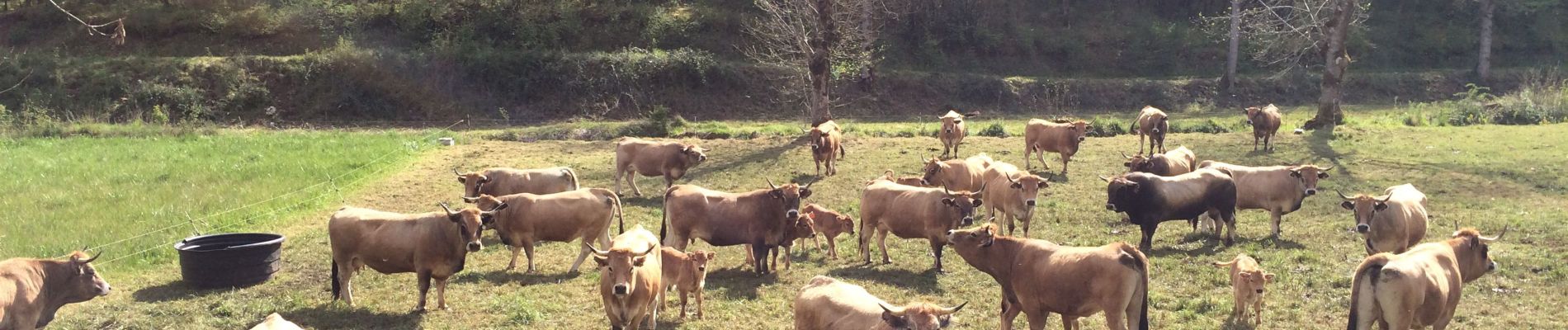 Trail Walking Lentillac-du-Causse - Sagnes ter  - Photo