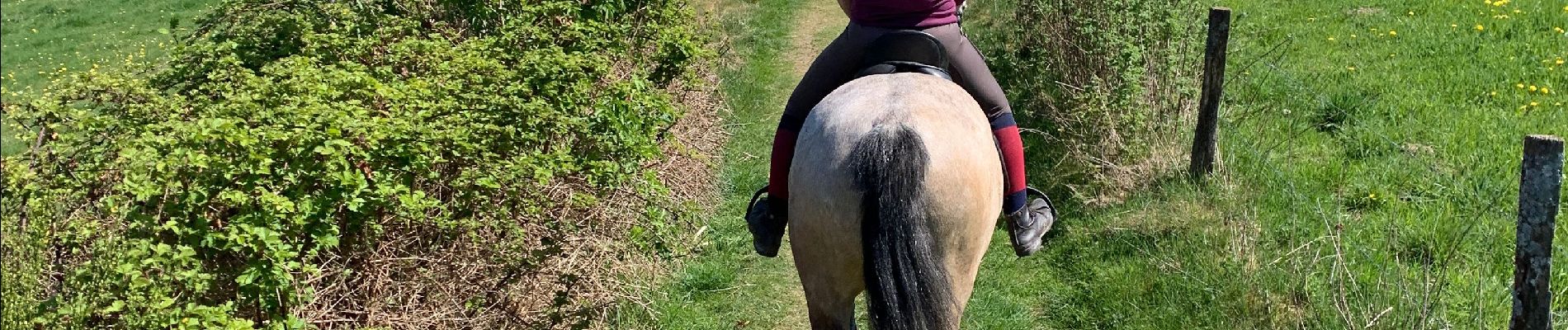 Trail Horseback riding Neufchâteau - Cousteumont Ospau - Photo