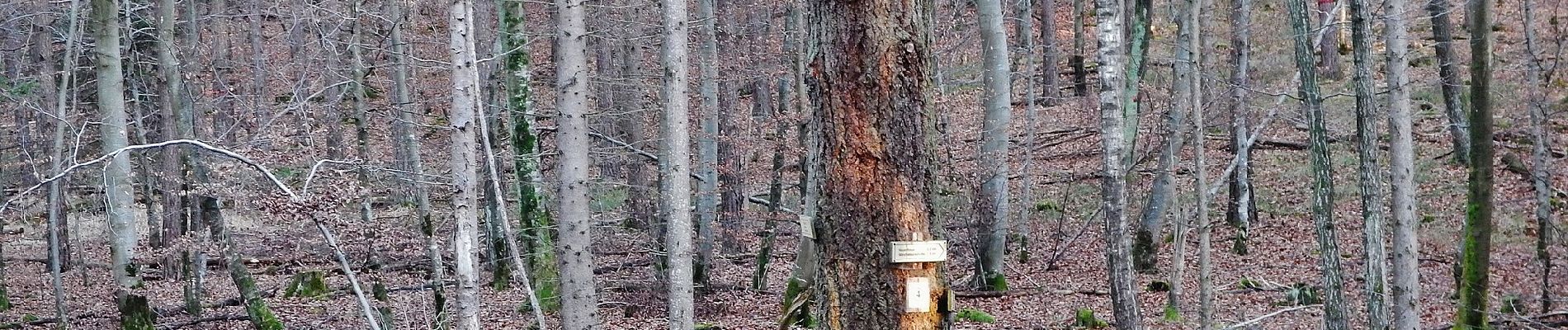 Tocht Te voet Waldenbuch - Herzog-Jäger-Pfad Premiumwanderweg - Photo