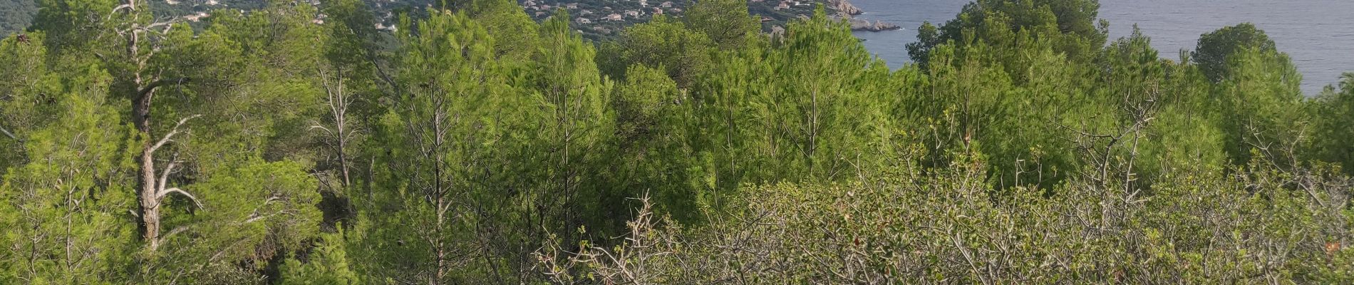 Tour Wandern Saint-Cyr-sur-Mer - 3 pics Saint Cyr sur Mer  - Photo