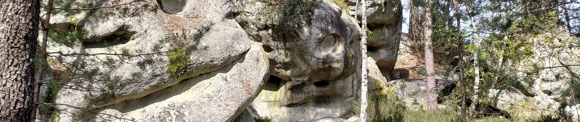 Tocht Stappen Fontainebleau - Forêt de Fontainebleau (Achères)  240414 - Photo