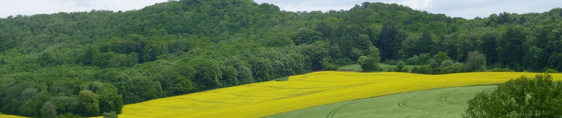 Percorso A piedi Gleichen - Mackenröder Rundweg - Photo