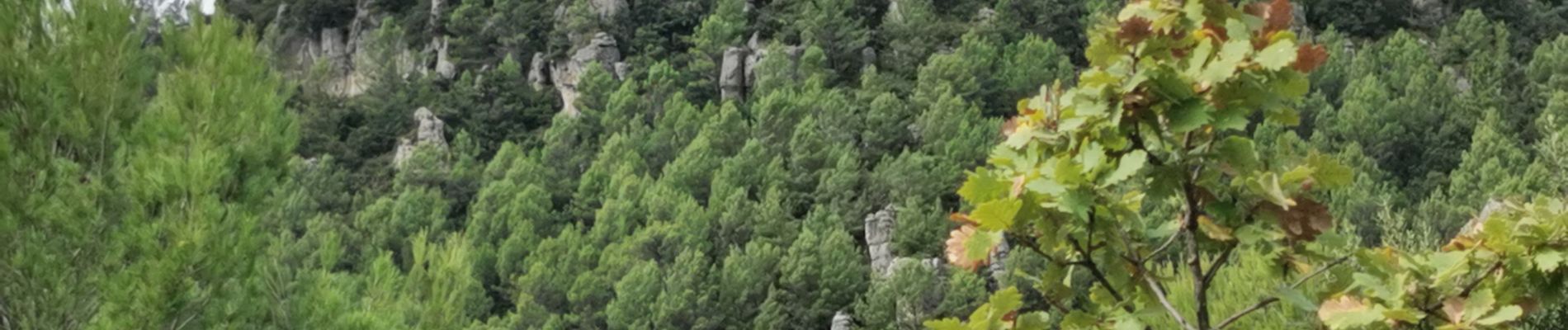 Tocht Stappen La Roquebrussanne - La Roquebrussane - Les Orris - Photo