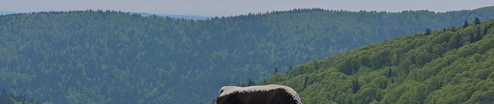 Percorso Marcia Sondernach - 2023-05-19 WE Marche Bivouac Massif du Hohneck - Photo