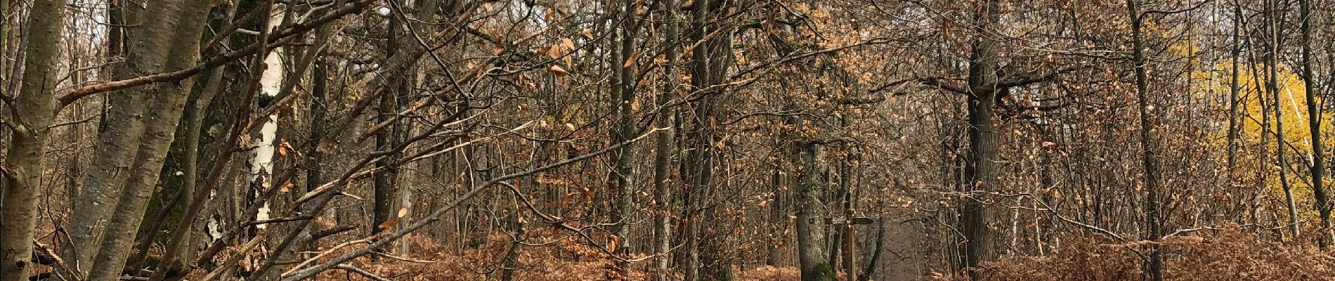 Randonnée Marche Saint-Nom-la-Bretèche - Forêt de marly  - Photo