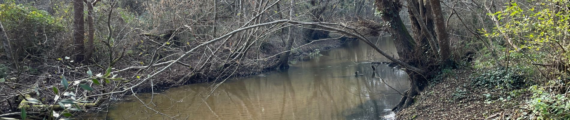 Trail Walking Saint-Médard-en-Jalles - Biges-gravettes - Photo