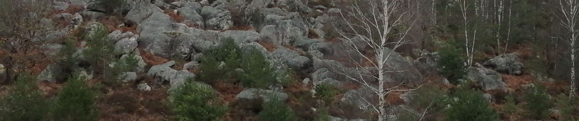 Tocht Noords wandelen Fontainebleau - appremont 1 - Photo