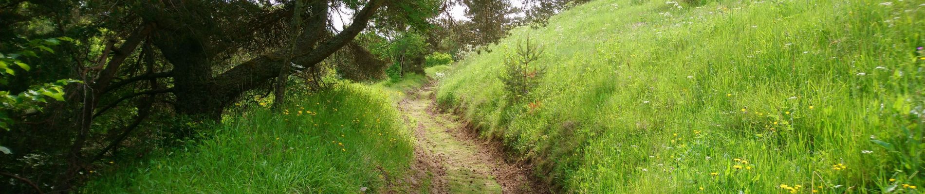 Randonnée Marche Ségur-les-Villas - Cantal - La gazelle - lac Du Jolan - 11km 270m 3h30 - 2019 06 24 - Photo