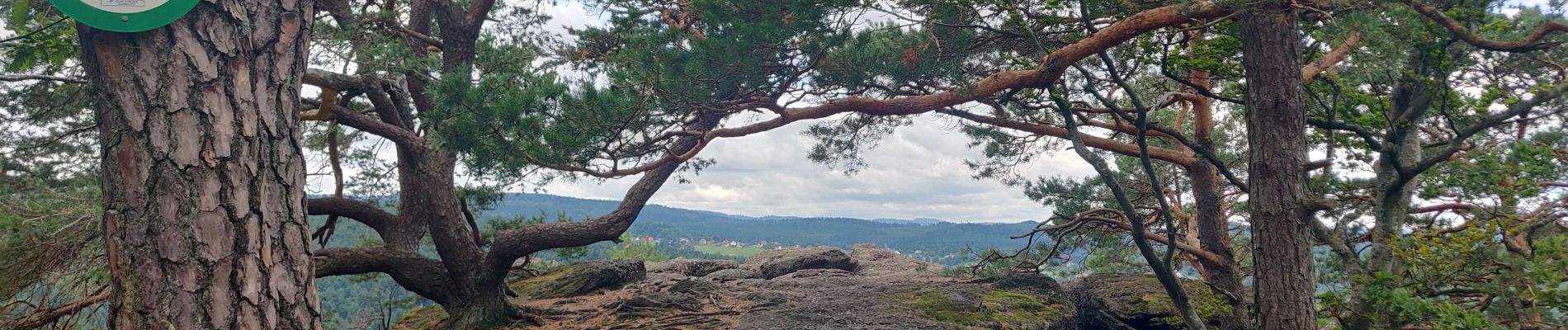 Tour Wandern Reinhardsmünster - 2019-08-15 Marche Schaerferplatz Geissfels Ochsenstein - Photo