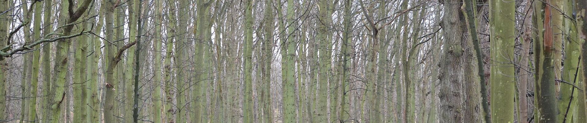 Percorso A piedi Bloemendaal - AWD-Pannenland-Rood - Photo