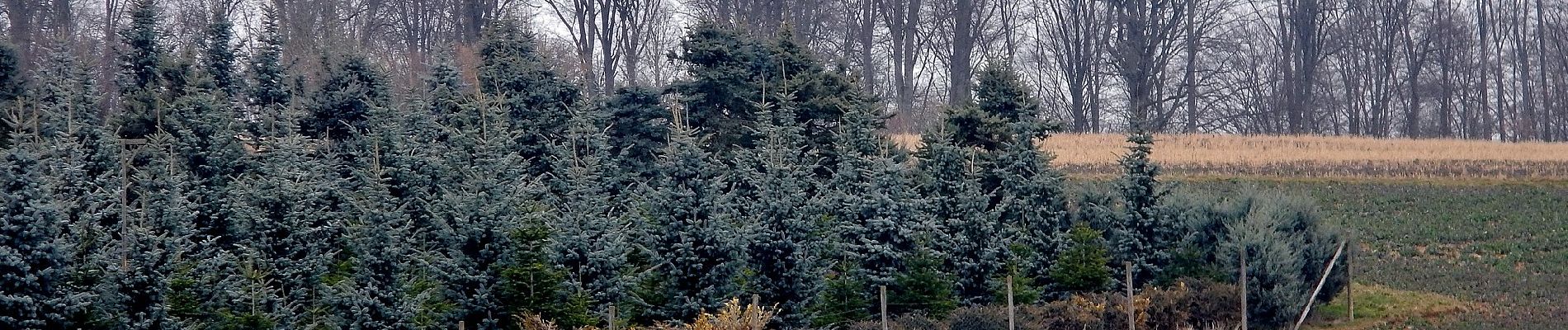 Trail On foot Ostelsheim - Drei Buchen - Schneller Ost - Photo