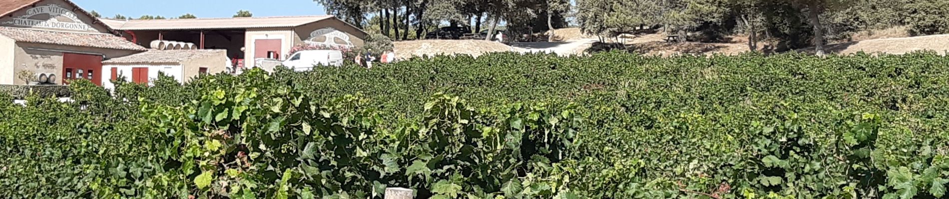 Percorso Marcia La Tour-d'Aigues - Vignes du Château de la Dorgonne - Photo