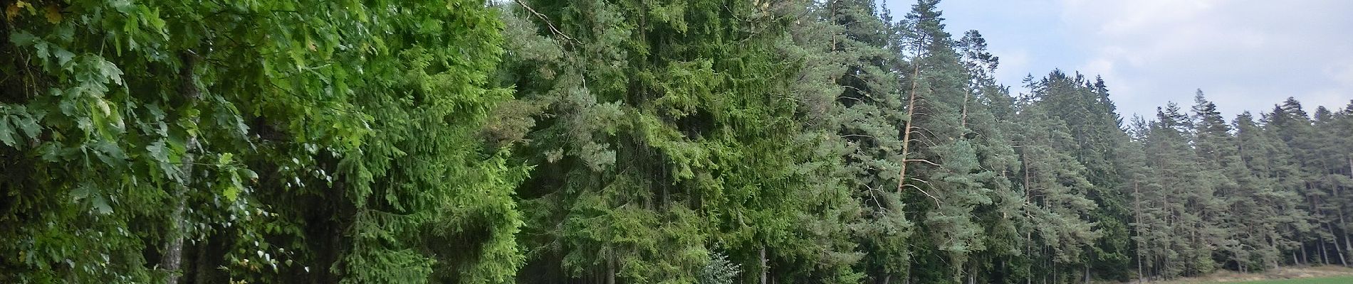 Tour Zu Fuß Falkenberg - Falkenberg Rundwanderweg 5 - Photo