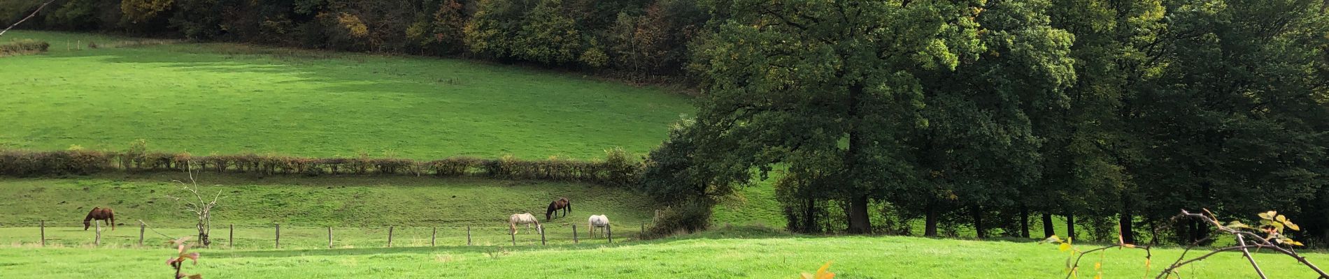 Tocht Stappen Jalhay - Petite randonnée boisée à Tiège - Photo