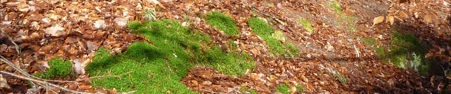 Randonnée A pied Kirchheim an der Weinstraße - Leininger Klosterweg - Photo