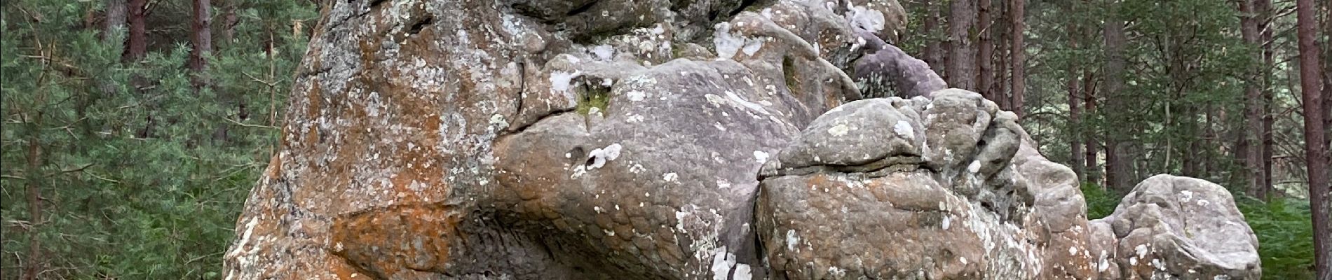 Tocht Noords wandelen Fontainebleau - Âpremont les gorges  - Photo