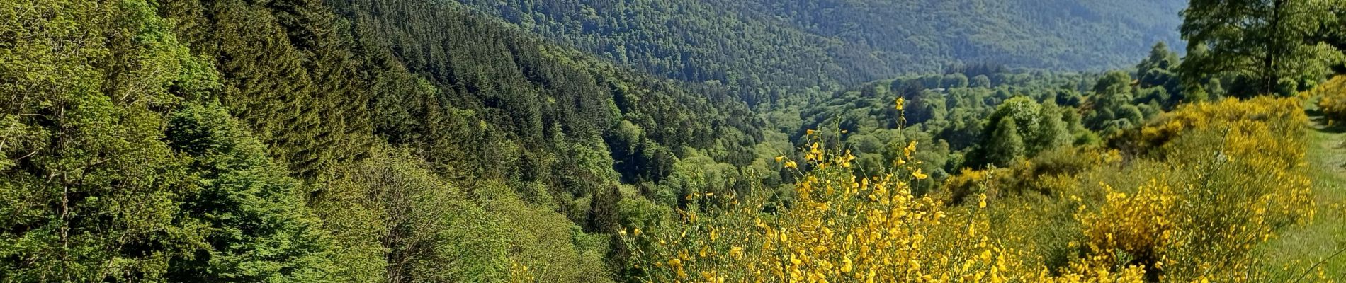 Trail Walking Goldbach-Altenbach - goldbach - Photo
