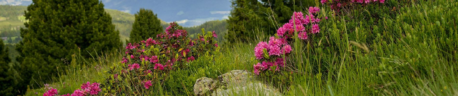 Tour Zu Fuß Lajen - Vogelweider Rundweg - Photo