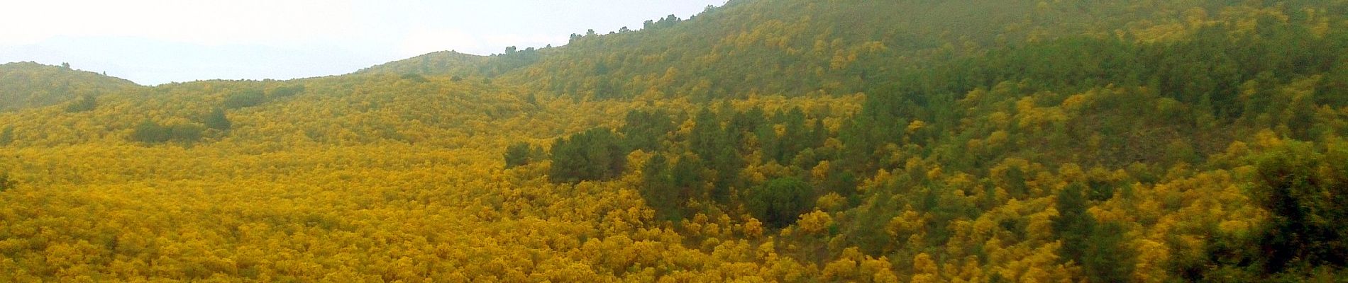 Randonnée A pied Ottaviano - Sentiero 2: Creste del Somma - Photo