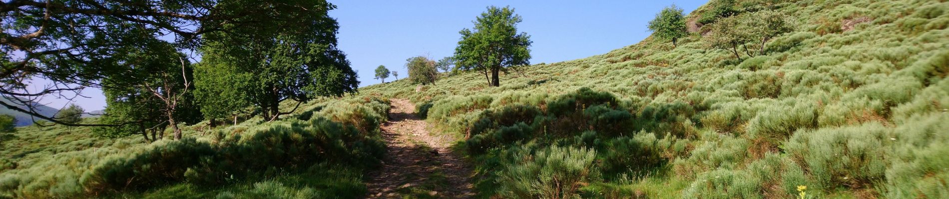 Tocht Stappen Laveissière - Cantal - Cheyrouze (Laveissière) - Puy de Seycheuse - 14.8km 600m 5h35 - 2019 06 30 - Photo