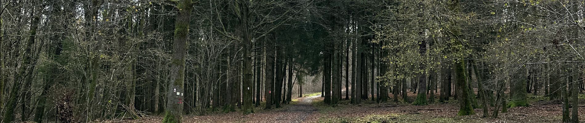 Randonnée Marche Daverdisse - Daverdisse  - Photo