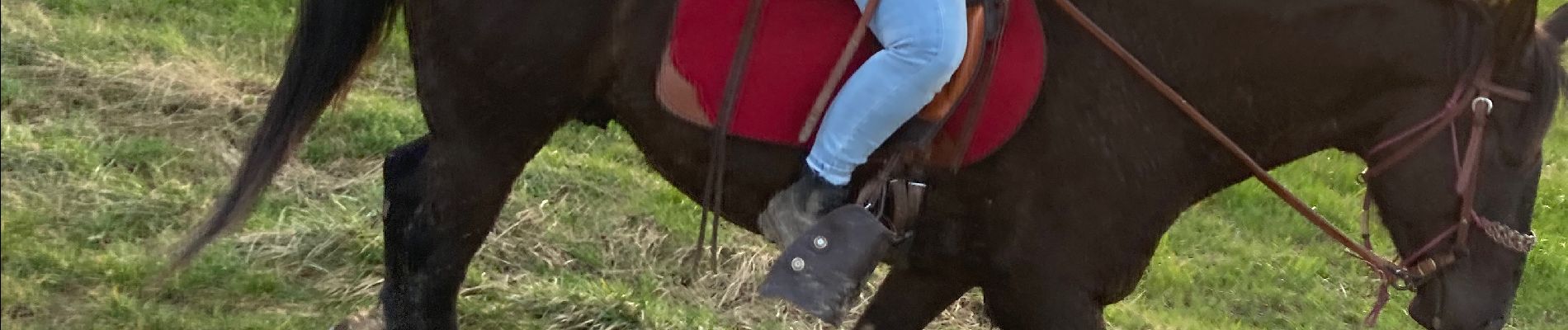 Trail Horseback riding Domèvre-sur-Vezouze - Repérage avec julie rando du 6 mars equiplaine - Photo