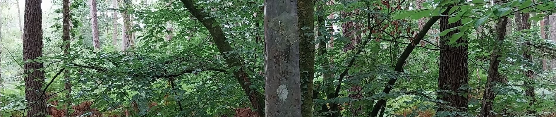 Randonnée Marche Le Gâvre - forêt du Gavre - Photo