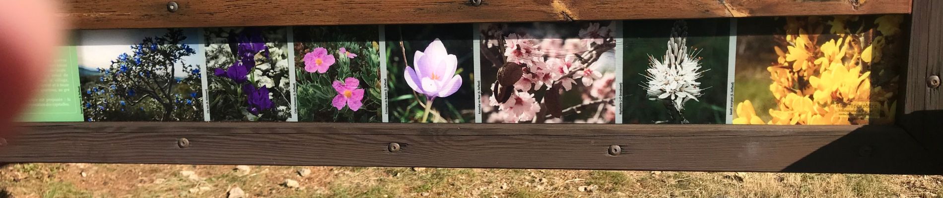 POI Conques-sur-Orbiel - Panneau affichage - Photo