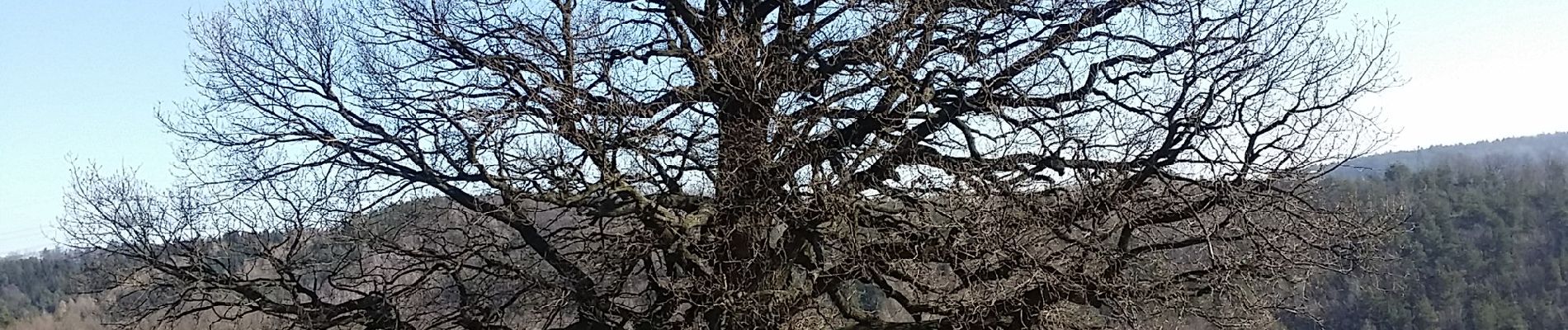 Percorso A piedi Sieggraben - Naturwanderweg 4 (Sieggraben - Grüne Lacke - Herrentisch) - Photo