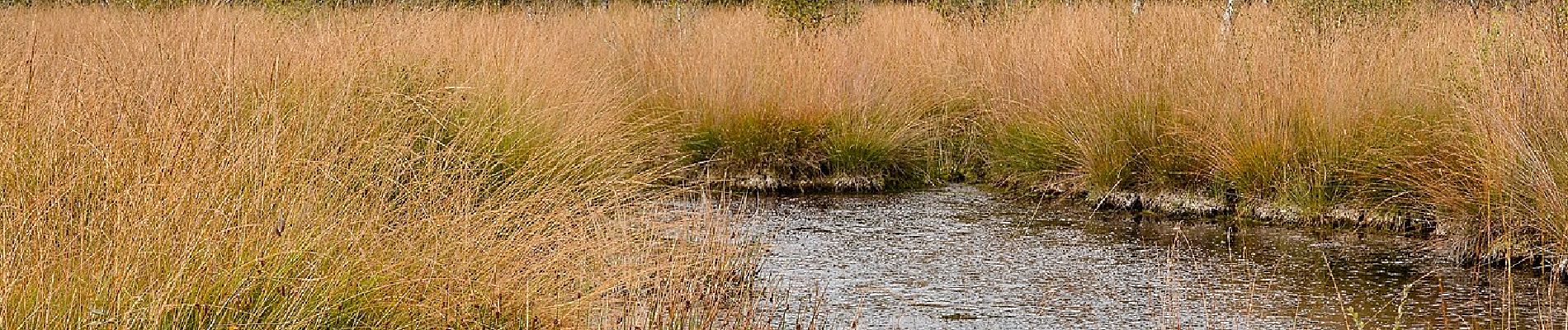 Tocht Te voet Nederweert - Knuppelbrugroute - Photo