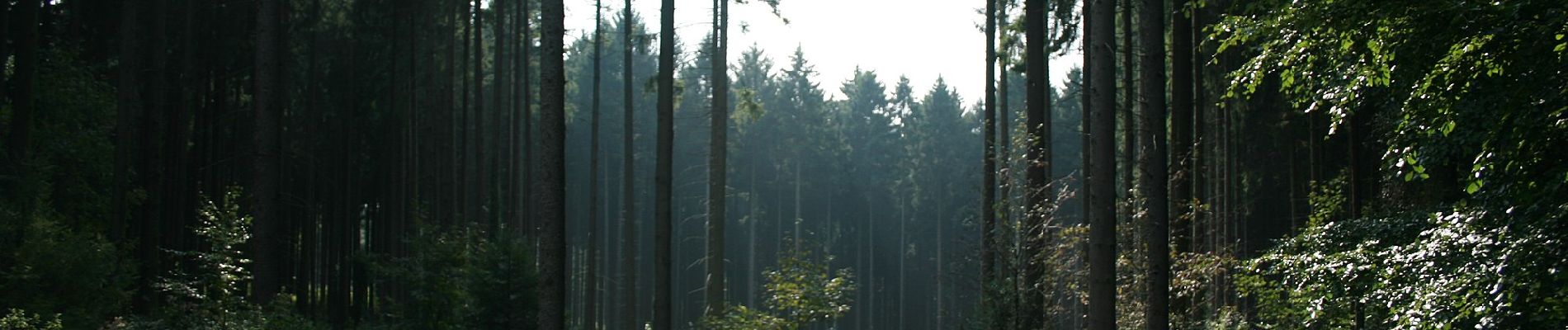 Tocht Te voet Raeren - Zyklopensteine - Photo