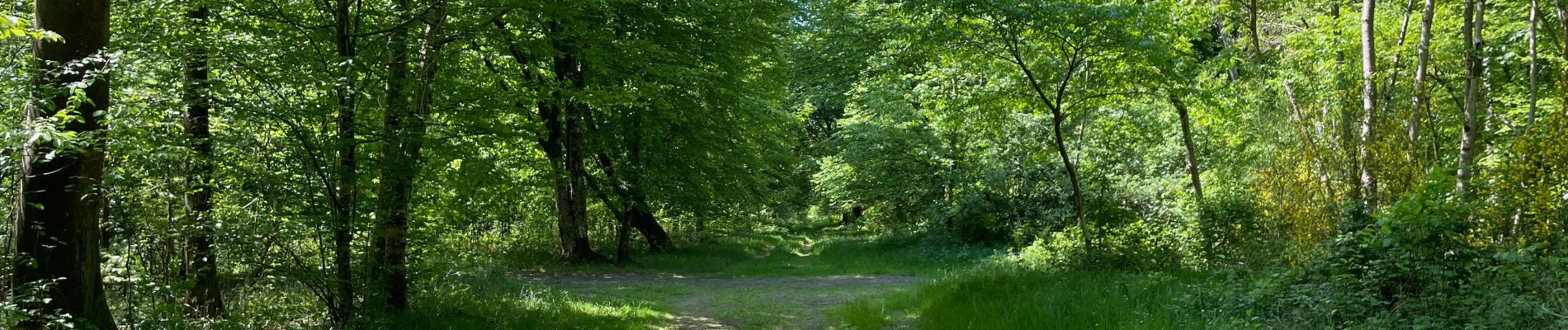 Randonnée Marche Compiègne - en Forêt de Compiègne_50_les Routes des Beaux Monts, de Morpigny et des Nymphes - Photo