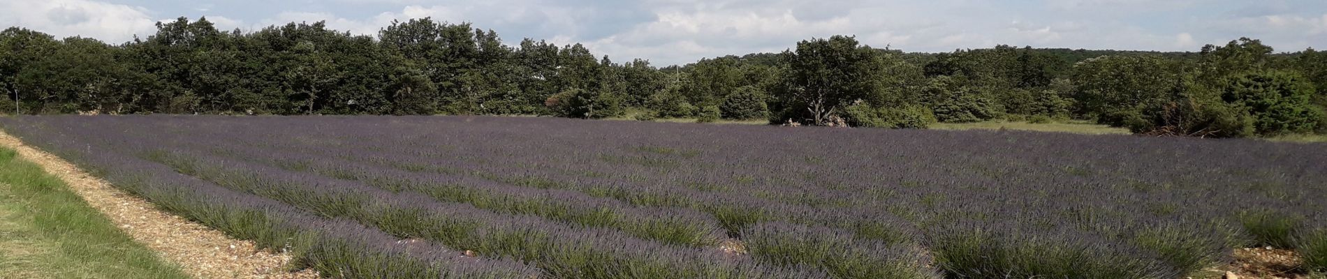 Randonnée Marche Montjoyer - 10 06 20 - Photo