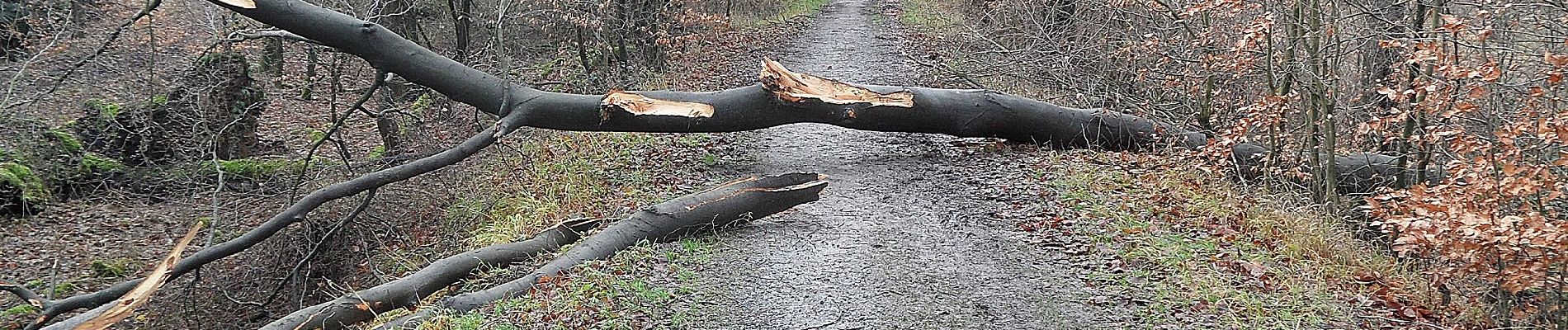 Tour Zu Fuß Unbekannt - Bissingheim Rundweg A2 - Photo