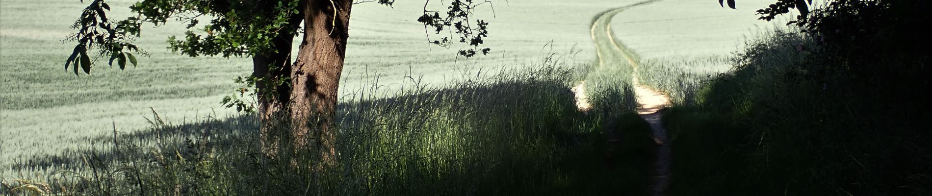 Punto di interesse Grez-Doiceau - Vue est à l'entrée du Bois de Roivoie - Photo