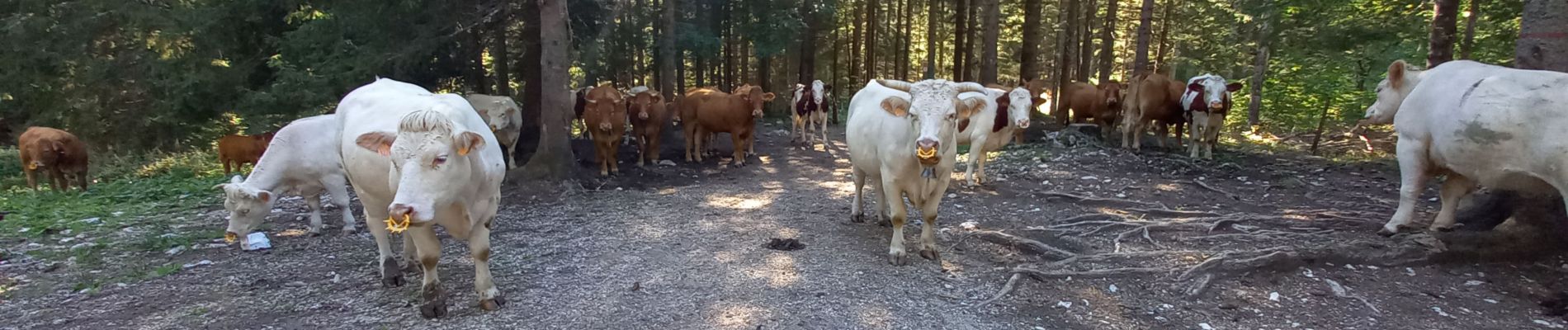 Randonnée Marche Villard-de-Lans - Sentier Gobert - Photo