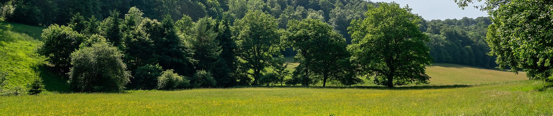 Tocht Te voet Altenbeken - Rundwanderweg A2 [Kempen] - Photo