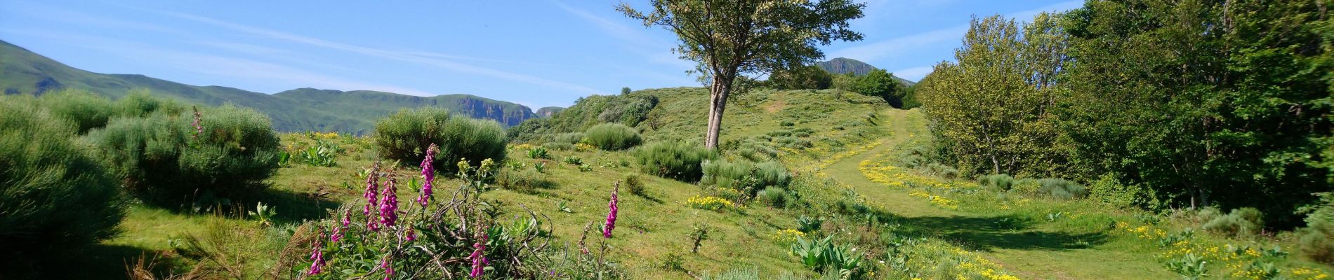 Tocht Stappen Lavigerie - Cantal - La Gravière - Les Fours de Peyre-Arse - 18.9km 760m 8h05 (30mn) - 2019 07 04 - Photo