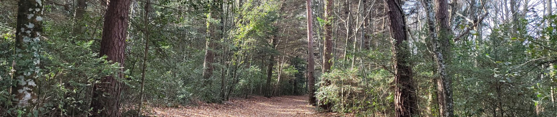 Tocht Stappen Plan-d'Aups-Sainte-Baume - Plan D'Aups la grotte Betton - Photo