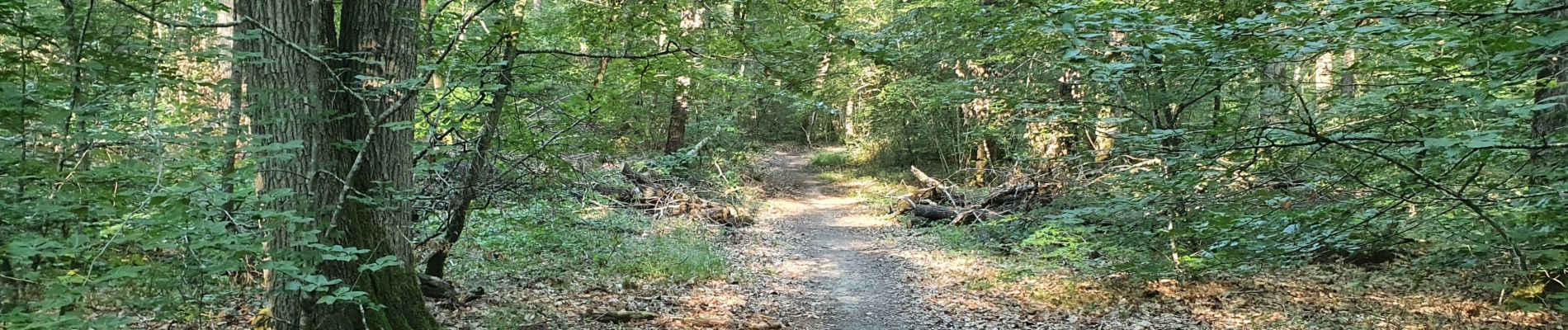 Trail Walking Saint-Sulpice-de-Pommeray - Saint-Sulpice-de-Pommeray - Photo