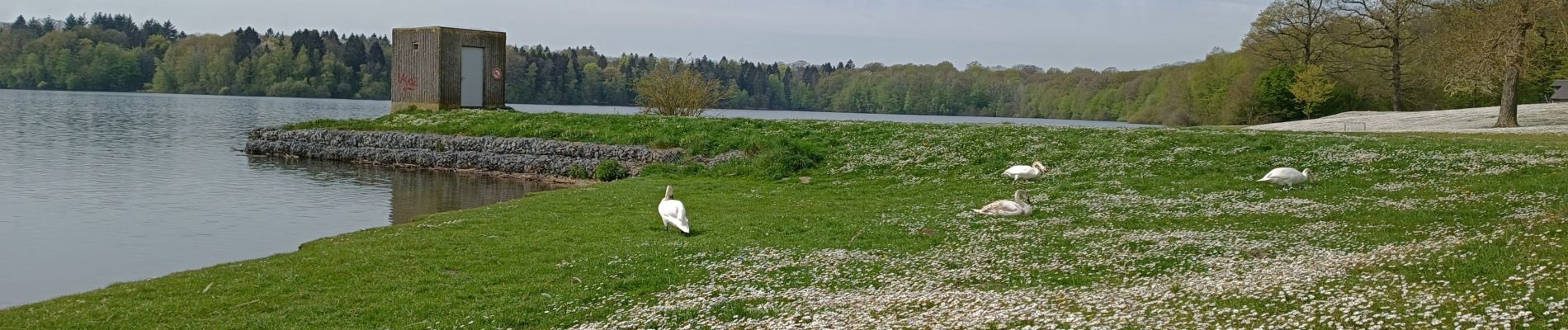 Tocht Stappen Froidchapelle - Barrage de l'eau d'heure  - Photo