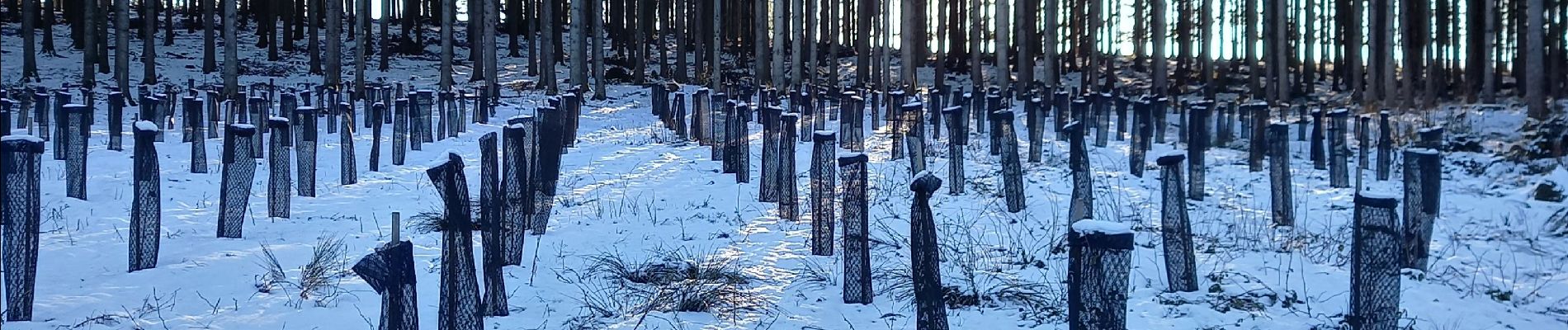 Randonnée Marche Bastogne - marenwez - Photo