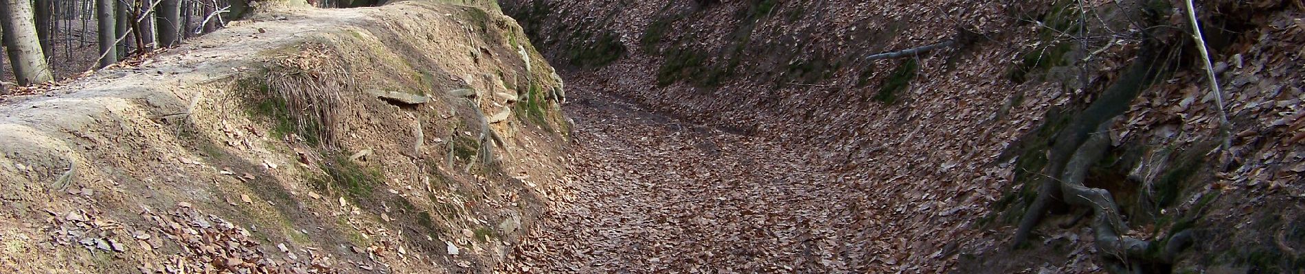 Tocht Te voet Dobřeň - [Z] Velký Mšenský okruh - Photo