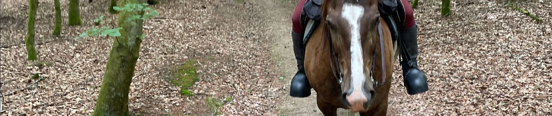 Randonnée Randonnée équestre Habay - Les 4 fils saumon à cheval - Photo