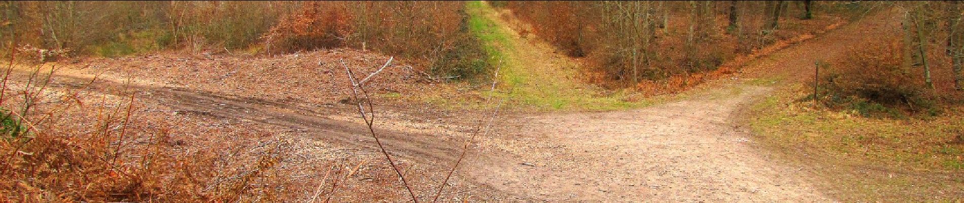 Percorso A piedi Villers-Cotterêts - le GR11A  dans la Forêt de Retz  - Photo