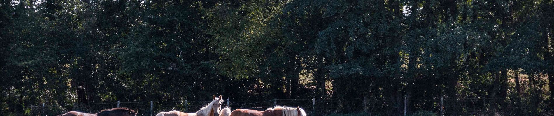 Trail Walking Moutiers-au-Perche - Le Pont Chartrain 12.0 Km - Photo