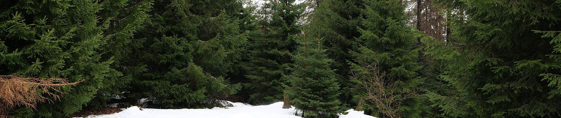 Tour Zu Fuß Baiersbronn - Mitteltal - Dreirevierstein - Photo